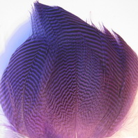 pintal flank fl purple Natural Spirit